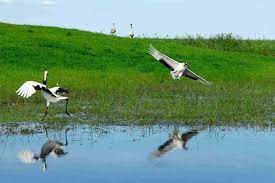 Koshi Tappu Wildlife Reserve Birdwatching Tour